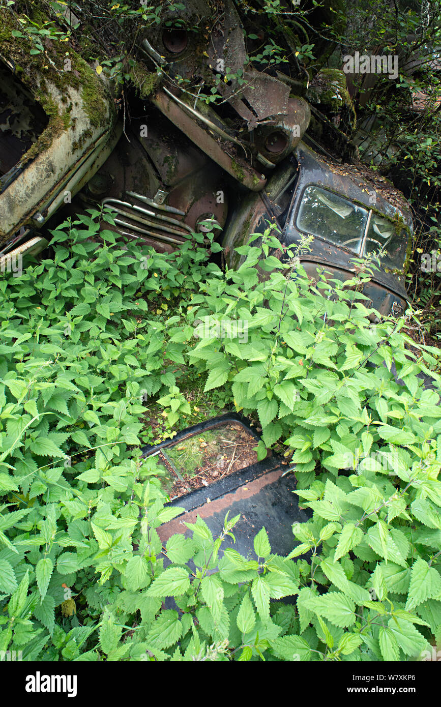 Rusting cars surrounded with nettles (Urtica sp) Bastnas car graveyard, Varmland, Sweden, June. Stock Photo
