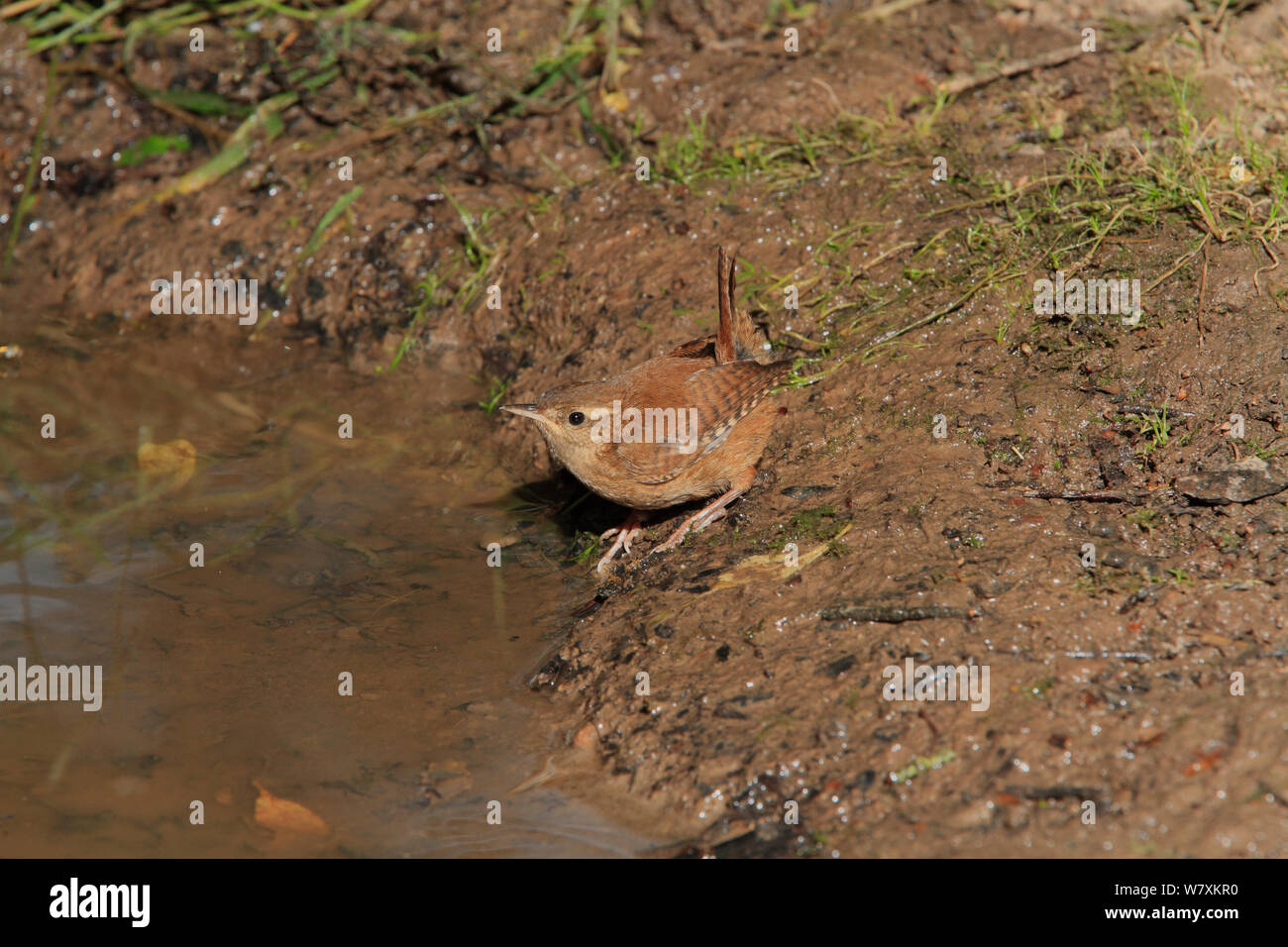 Wren (Troglodytes troglodytes) drinking at woodland pool. Warwickshire, UK, July. Stock Photo