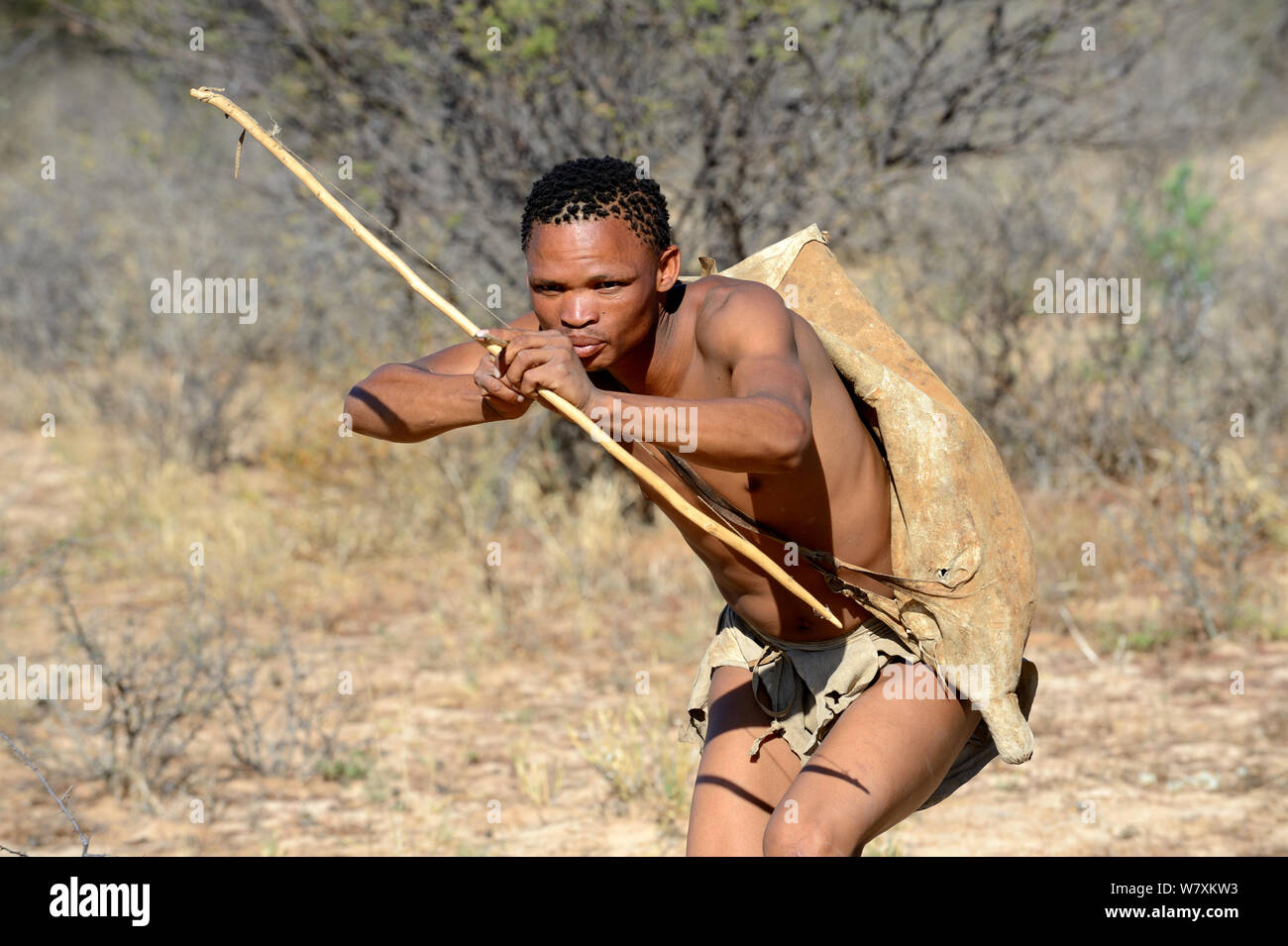 Naro San Bushman hunting in the bush with traditional bow and arrow, Kalahari, Ghanzi region, Botswana, Africa. Dry season, October 2014. Stock Photo