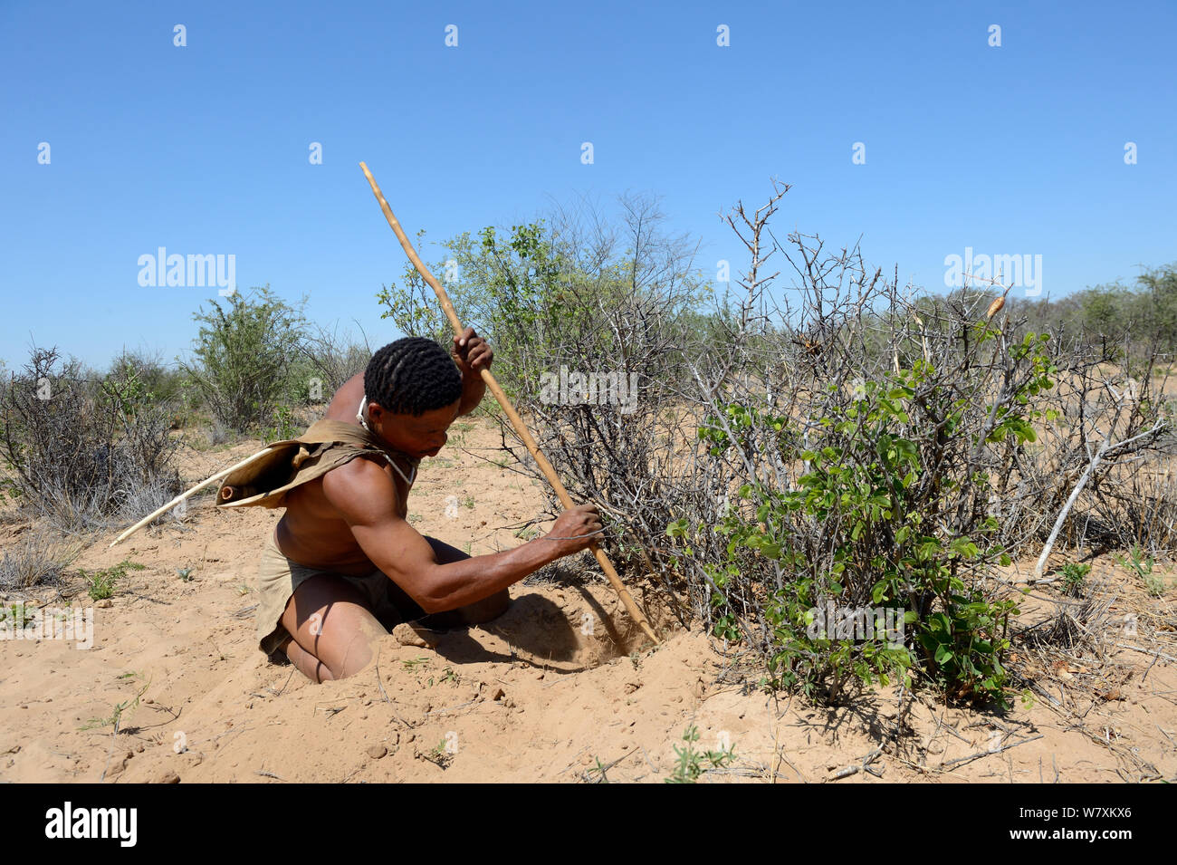 Naro San Bushman digging out a milkplant root (Raphionacme sp) to drink the juice contained in its fibers. Kalahari, Ghanzi region, Botswana, Africa. Dry season, October 2014. Stock Photo