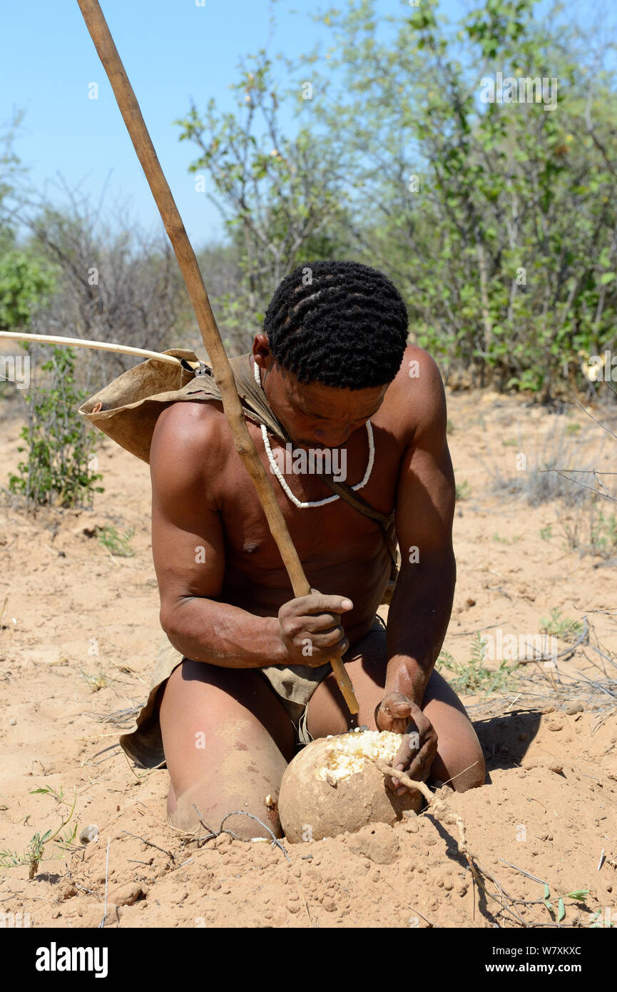 Naro San Bushman crushing a milkplant root (Raphionacme sp) to collect juice from the fibers. Kalahari, Ghanzi region, Botswana, Africa. Dry season, October 2014. Stock Photo