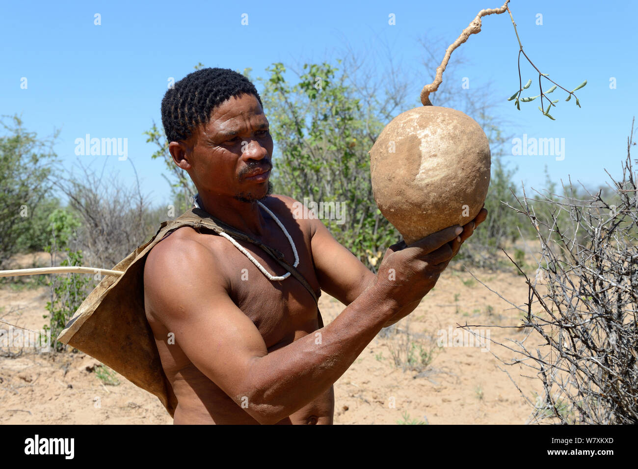 Naro San Bushman holding a milkplant root (Raphionacme sp) which has fibers containing a juice which can be drunk. Kalahari, Ghanzi region, Botswana, Africa. Dry season, October 2014. Stock Photo