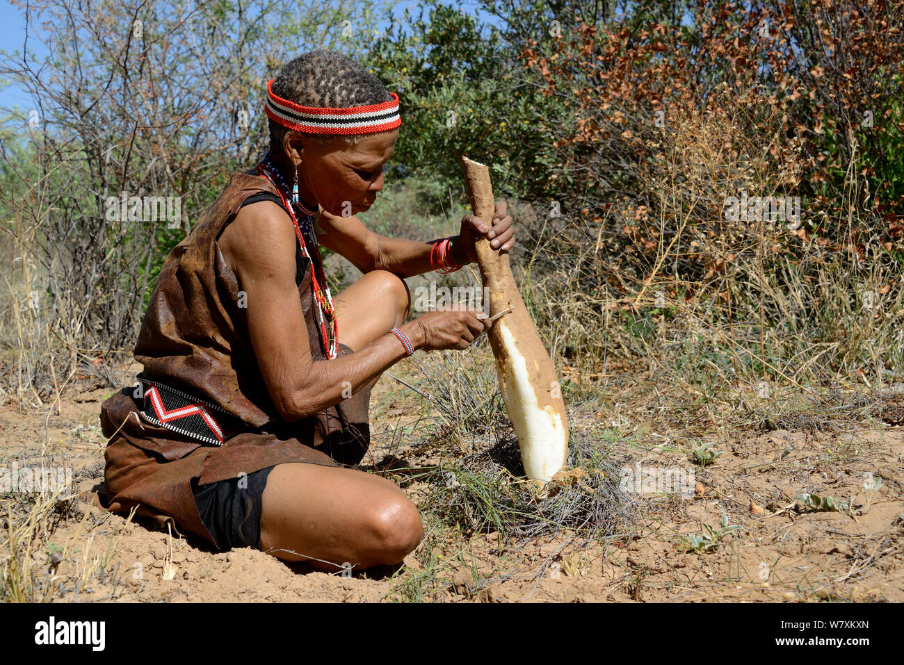 Naro San woman in the bush, peeling the root of a kombrua plant which is nutritious and thirst-quenching. Kalahari, Ghanzi region, Botswana, Africa. Dry season, October 2014. Stock Photo