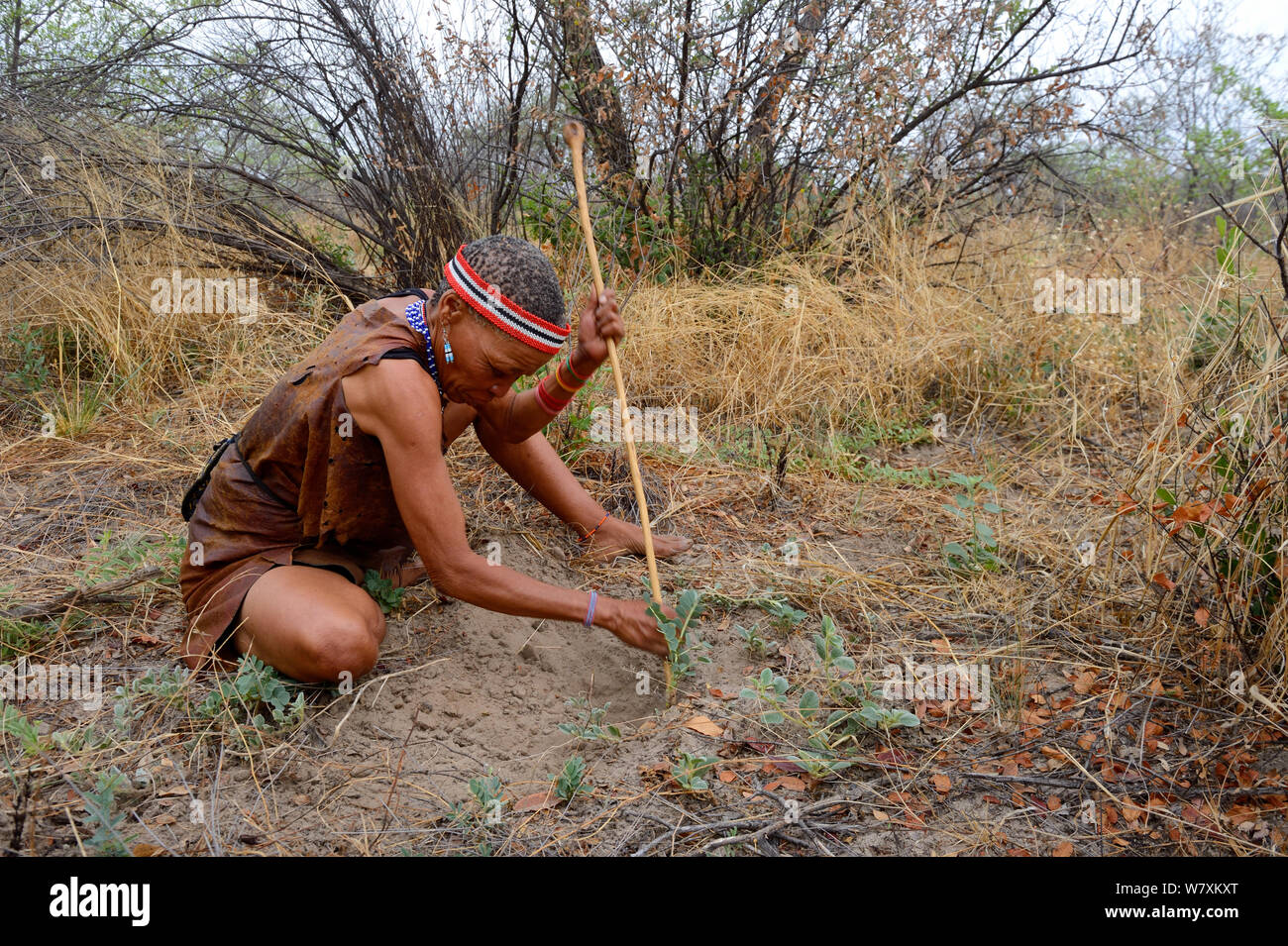 Naro San woman digging out the root of a medicinal &#39;liver plant&#39;, Kalahari, Ghanzi region, Botswana, Africa. Dry season, October 2014. Stock Photo