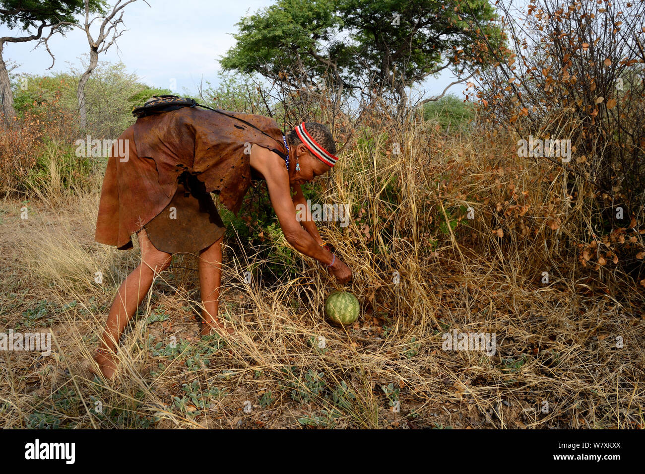 Naro San woman picking a Tsamma melon (Citrullus lanatus), a fruit with a high moisture and mineral content. Kalahari, Ghanzi region, Botswana, Africa. Dry season, October 2014. Stock Photo