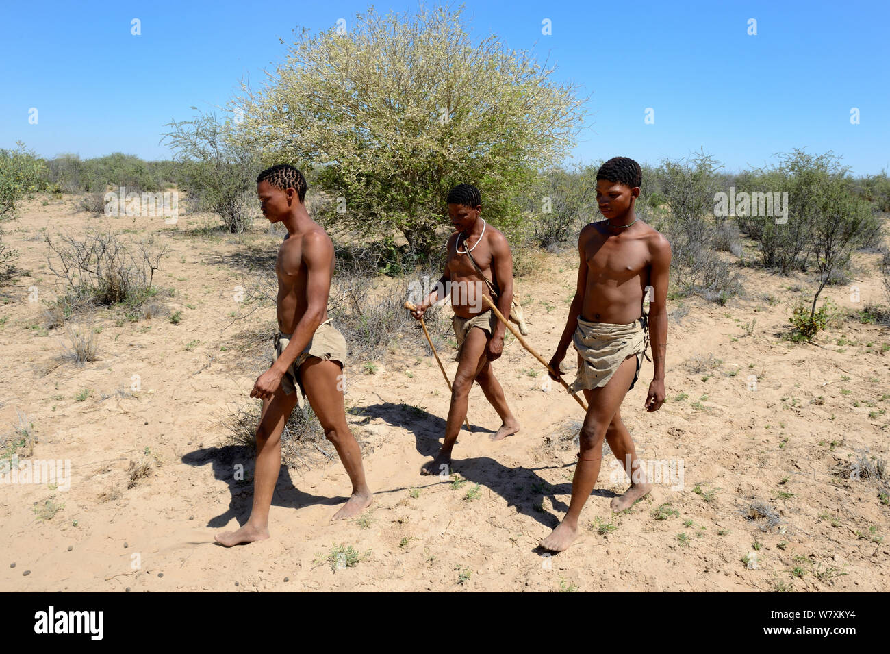 Naro San Bushmen walking in the bush to gather fruits and plants, Kalahari, Ghanzi region, Botswana, Africa. Dry season, October 2014. Stock Photo