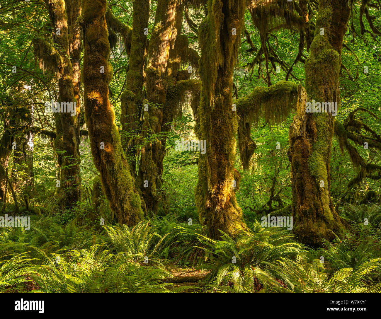 Bigleaf maples (Acer macrophyllum), Maple Grove at Hall of Moses Trail, Hoh Rain Forest, Olympic