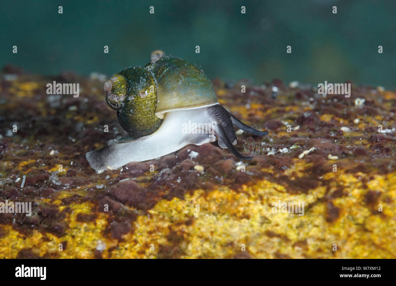 Snail (Benedictia baicalensis) endemic to Lake Baikal, Russia, May