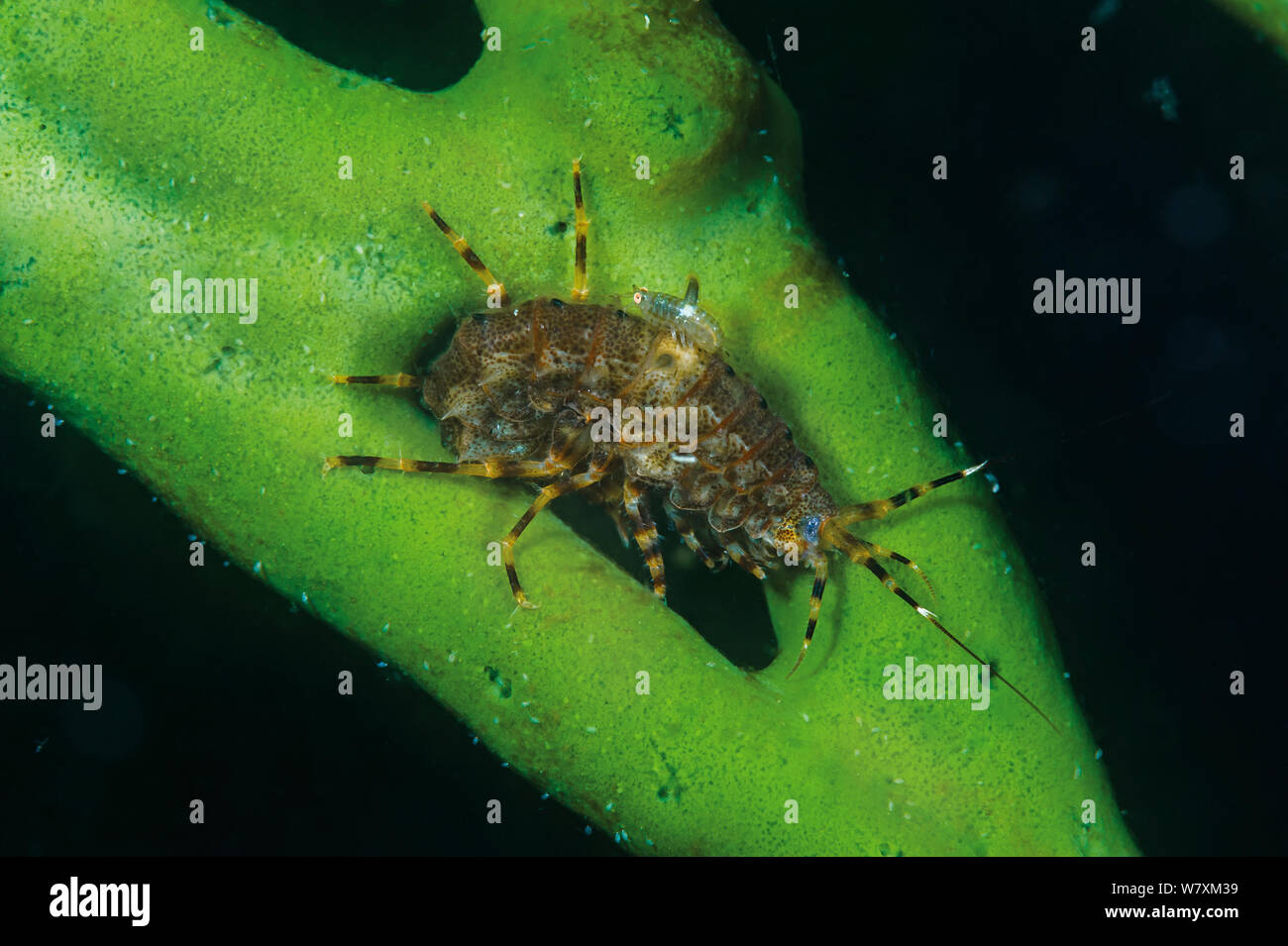 Gammarid Amphipod High Resolution Stock Photography and Images - Alamy