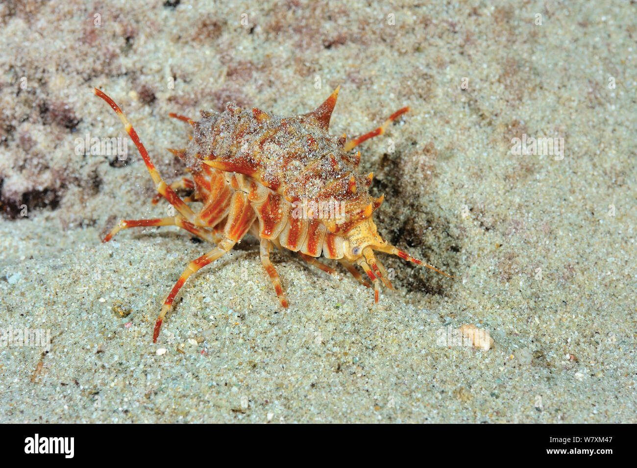 Amphipod (Cornugammarus maximus) endemic to Lake Baikal, found near the Ushkaniye islands and Svyatoy Nos Peninsula, along the eastern shore. Species believed to be in decline. Russia, September. Stock Photo