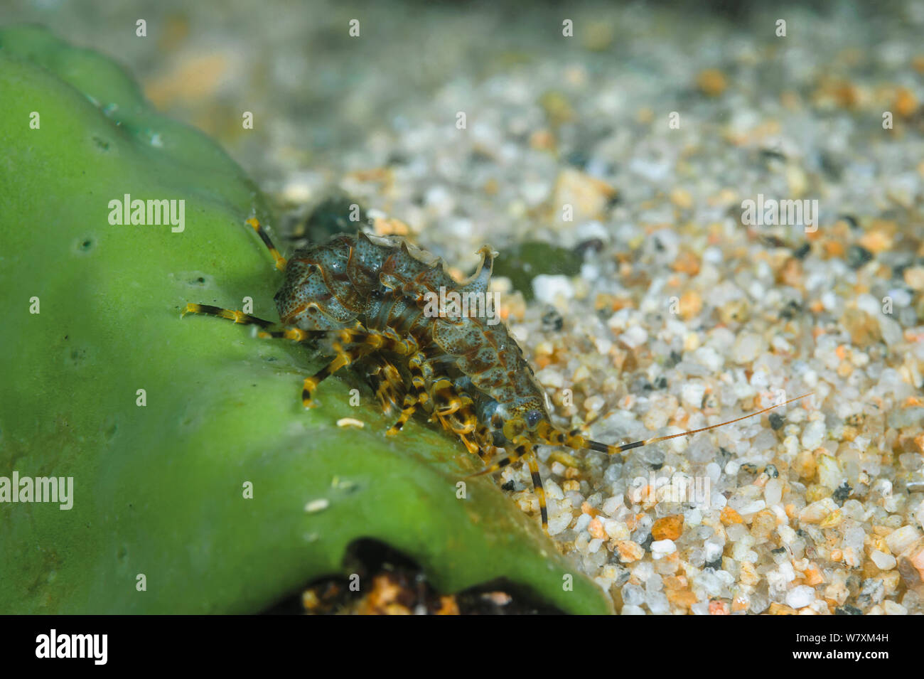 Amphipod (Pallasea cancellus) endemic to Lake Baikal, Russia, May. Stock Photo