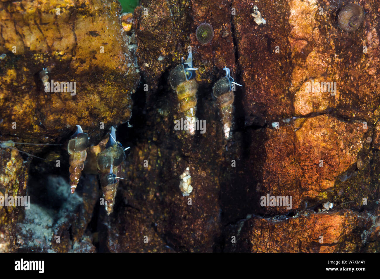 Snails (Baicalia turriformis, Acroloxidae sp and Choanomphalus sp) Lake Baikal, Russia, May. Stock Photo