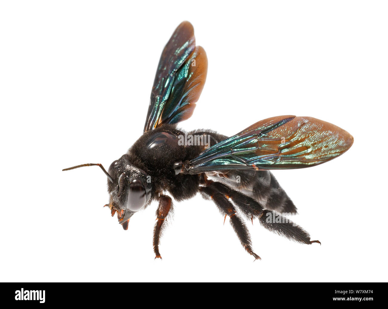 Carpenter bee (Xylocopa aeneipennis) Rupununi, Dadanawa, Guyana. Meetyourneighbours.net project Stock Photo