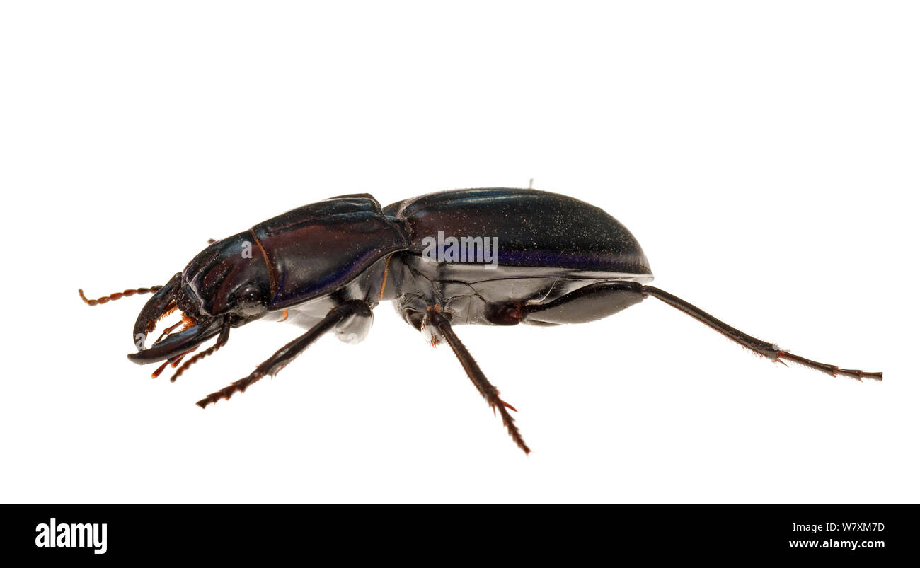 Blue Margined Ground Beetle (Pasimachus elongatus) Southern Appalachians, South Carolina, United States, July. Meetyourneighbours.net project Stock Photo