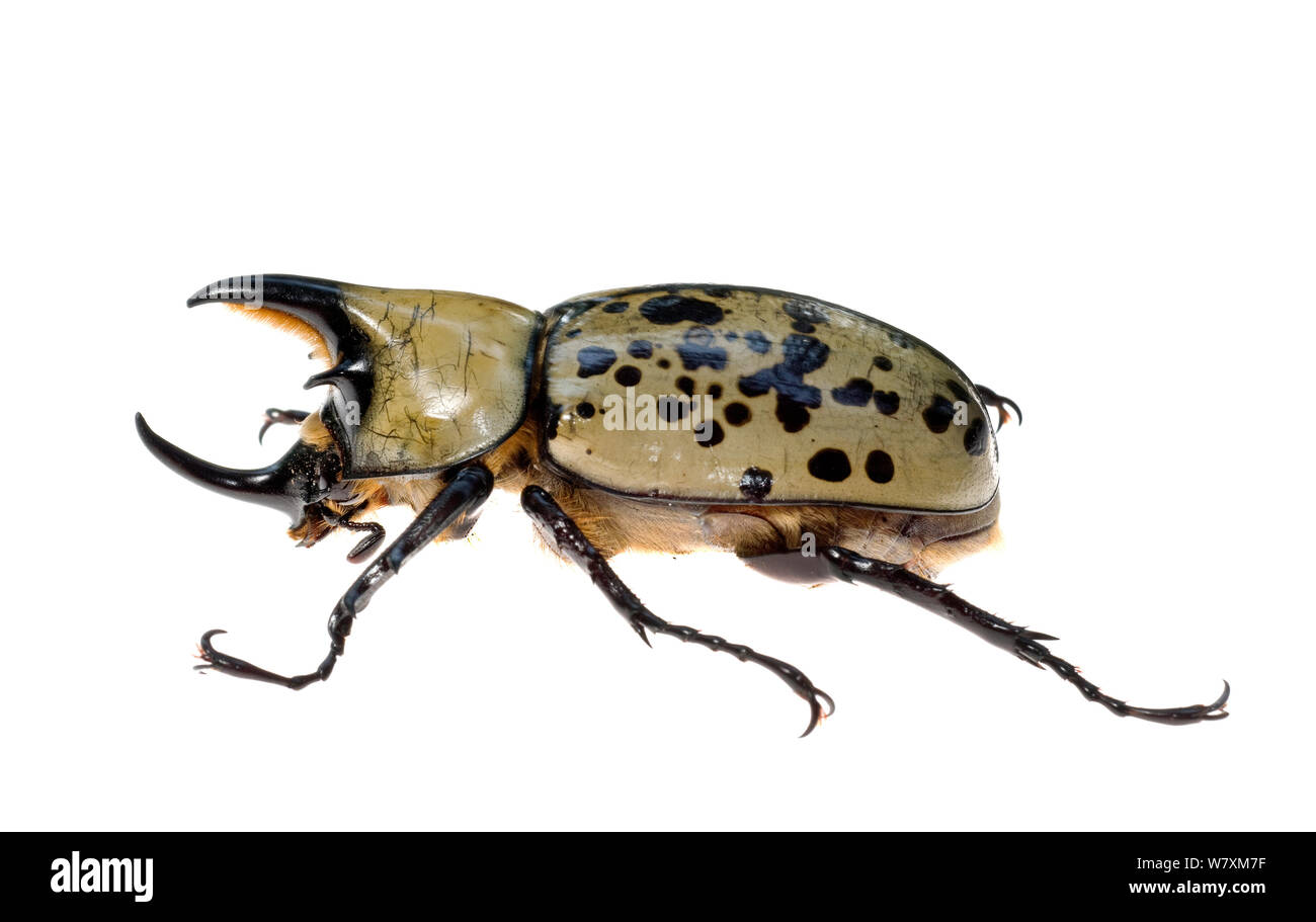 Eastern Hercules Beetle (Dynastes tityus) Southern Appalachians, South