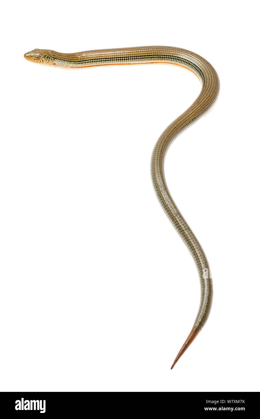 Eastern Glass Lizard (Ophisaurus ventralis), South Carolina, United