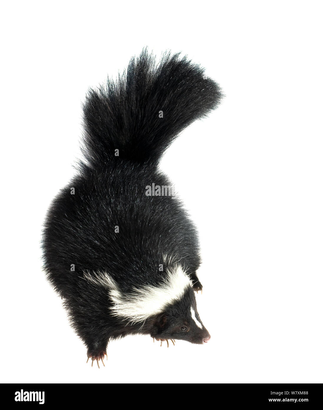 Striped Skunk (Mephitis mephitis) orphan in rehabilitation, Southern Appalachians, South Carolina, United States, April. Meetyourneighbours.net project Stock Photo