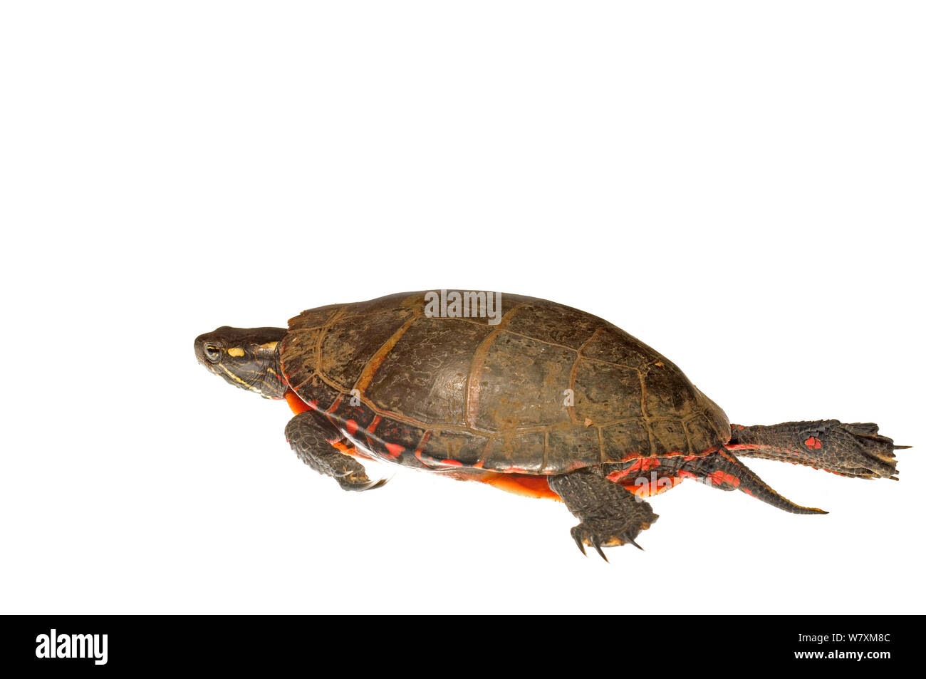 Painted Turtle (Chrysemys picta) Southern Appalachians, South Carolina, United States, April. Meetyourneighbours.net project Stock Photo