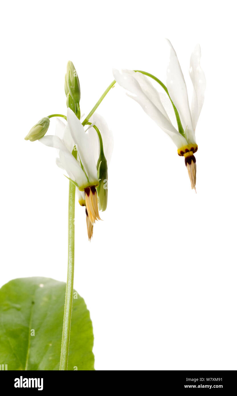 Shooting star (Dodecatheon meadia) seed pods in late summer Stock Photo -  Alamy