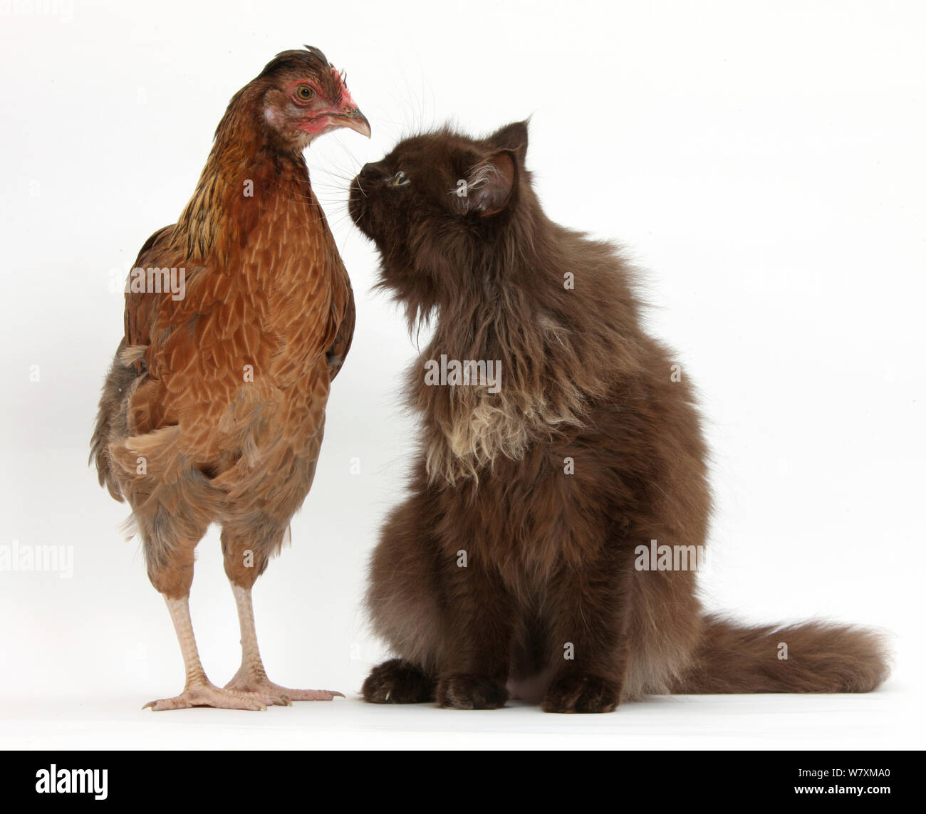 Chocolate cat sitting next to chicken. Stock Photo