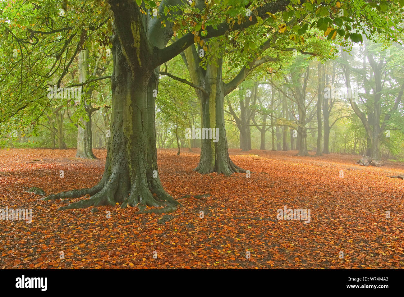 Common beech (Fagus sylvatica) trees, Hampstead Heath, London, UK, October 2012. Stock Photo