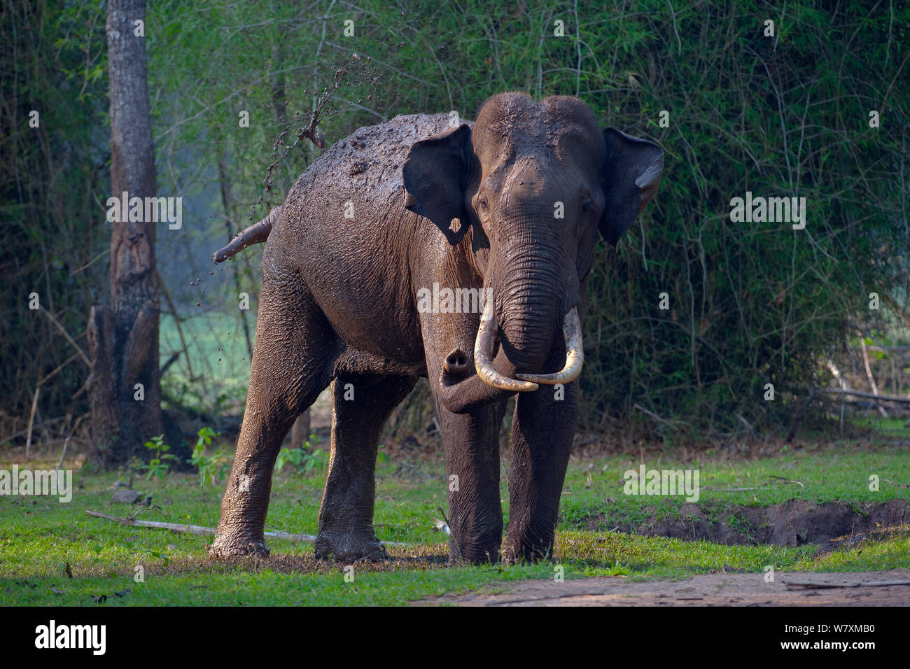 Asian elephant (Elephas maximus), wild male taking mud-bath, Nagarhole National Park, South India. Stock Photo