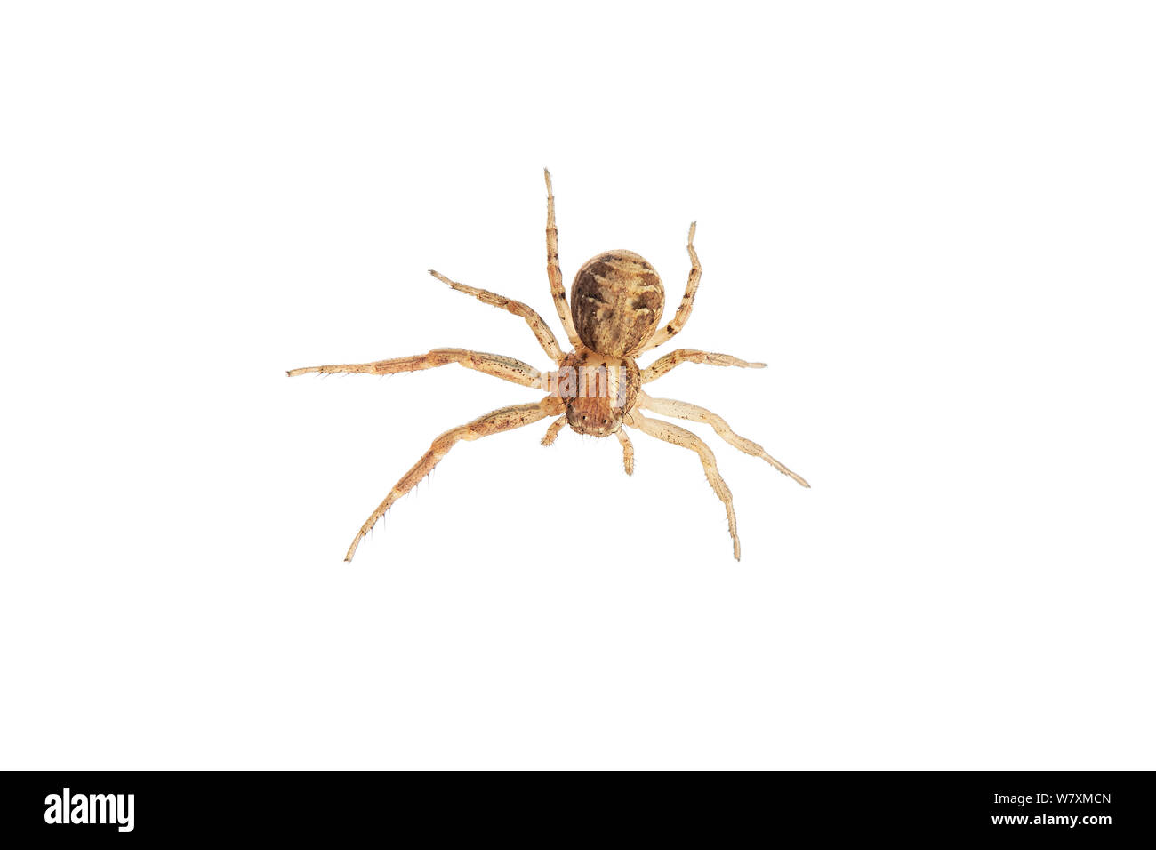Crab spider (Xysticus cristatus) Barnt Green, Worcestershire, UK, June. meetyourneighbours.net project Stock Photo