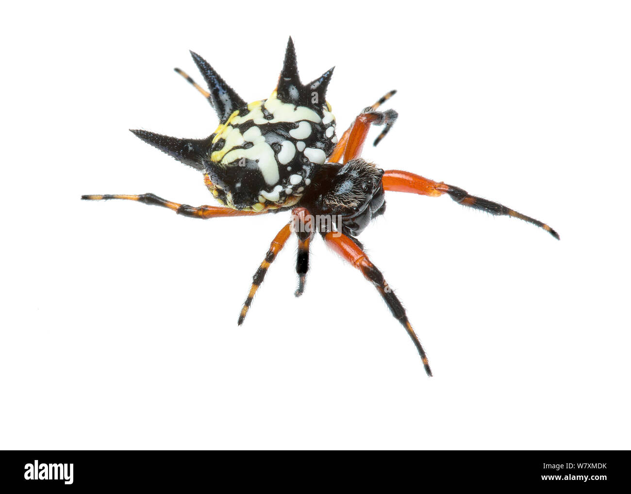 Christmas Spider (Austracantha minax) Denmark Shire, Warren Bioregion, Western Australia. Meetyourneighbtous.net project Stock Photo