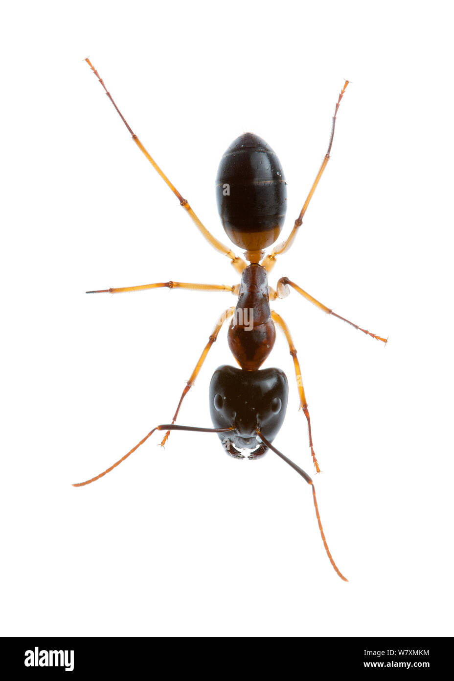 Banded sugar ant outlet