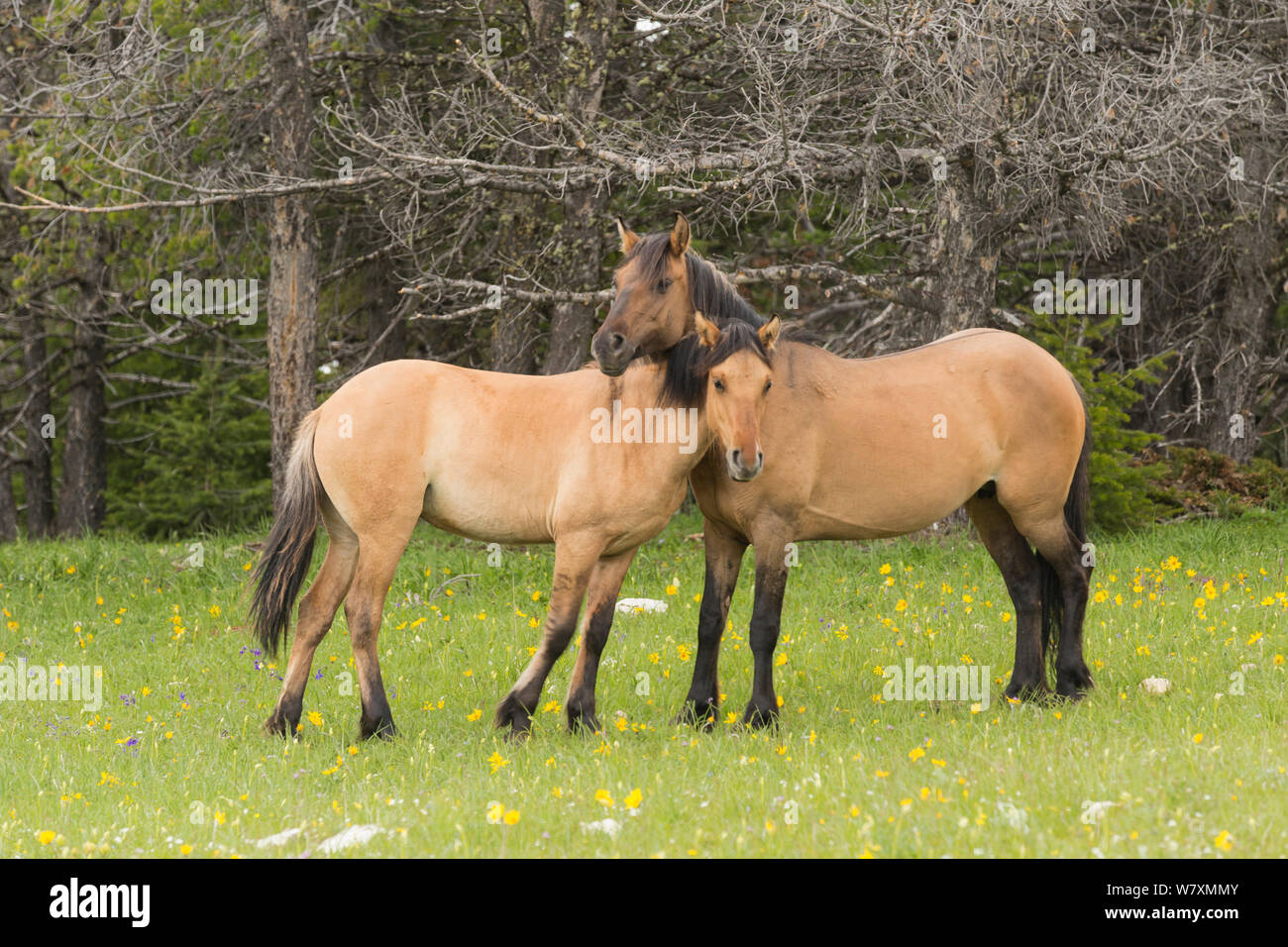 Wild horse (Equus ferus) mare and yearling. The yearling has leg bars or &#39;tiger stripes&#39;, a primitive marking indicating ties to earliest mustangs brought to the USA by the Spanish. Pryor Mountains, Montana, USA, June. Stock Photo