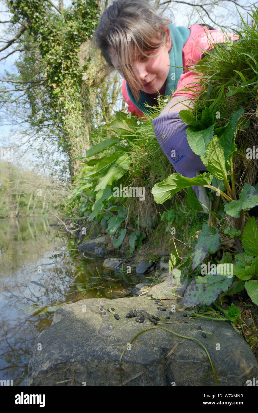 Dani Siddall of Derek Gow Consultancy inspecting fresh droppings of Water vole (Arvicola amphibius) on latrine rock bordering small lake, found during survey for signs of Water vole activity, near Bude, Cornwall, UK, April 2014. Stock Photo
