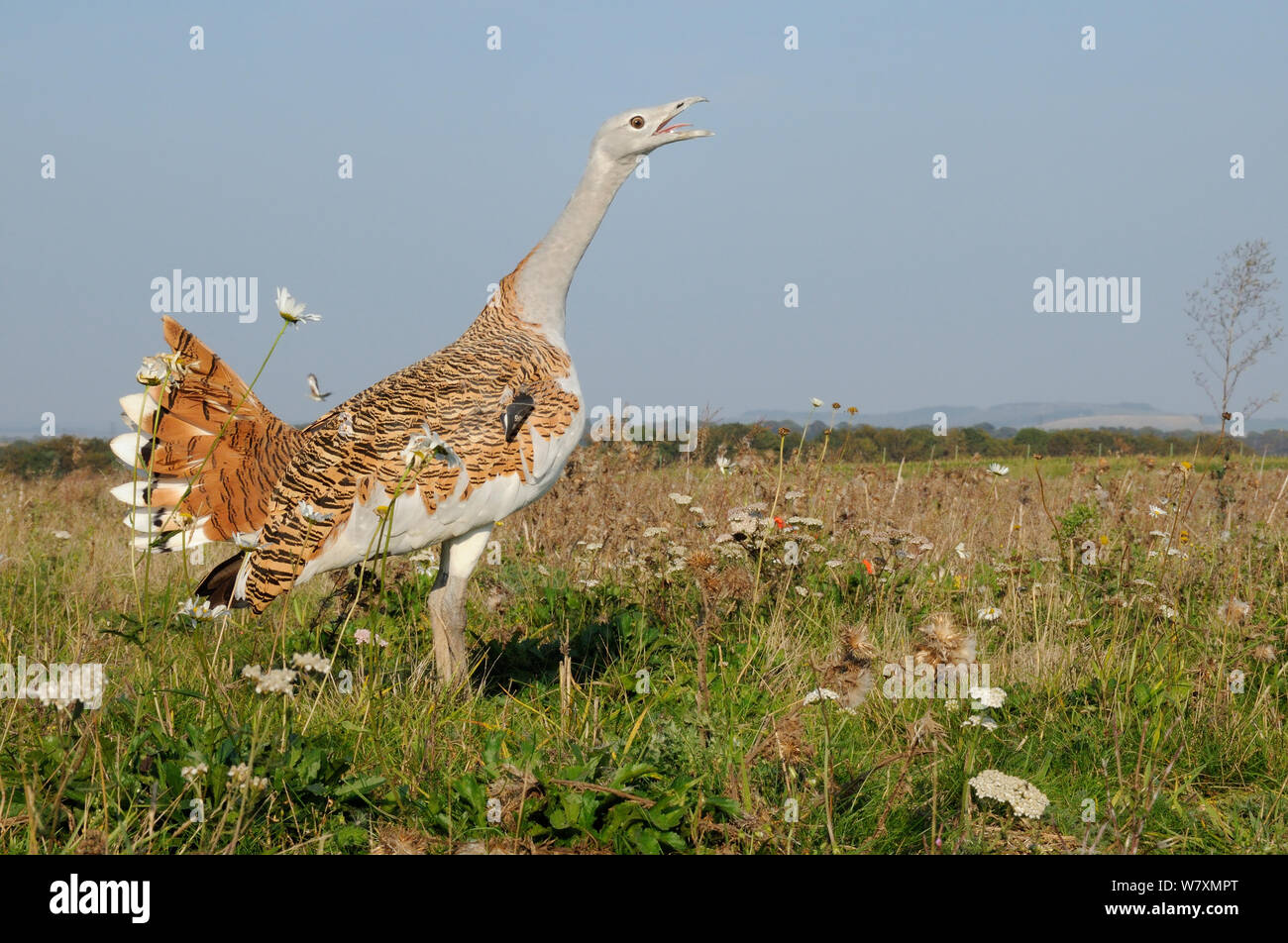 Low wide angle close up of an adult male Great Bustard (Otis tarda) calling, with another flying in the background. Part of reintroduction project of birds from Russia. Salisbury Plain, Wiltshire, UK, September. Stock Photo