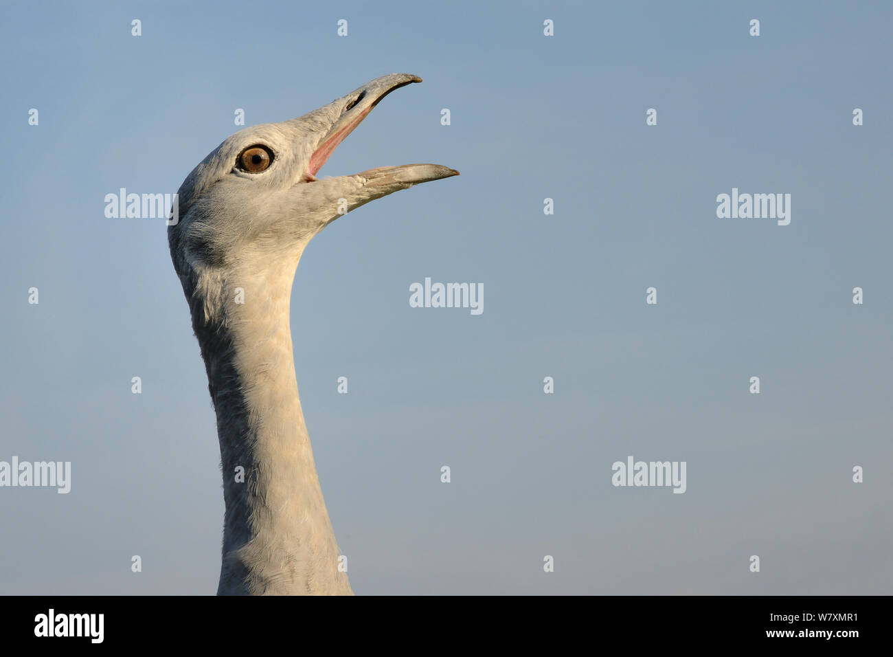 Close up of an adult male Great Bustard (Otis tarda) calling. Part of reintroduction project of birds from Russia, Salisbury Plain, Wiltshire, UK, September. Stock Photo