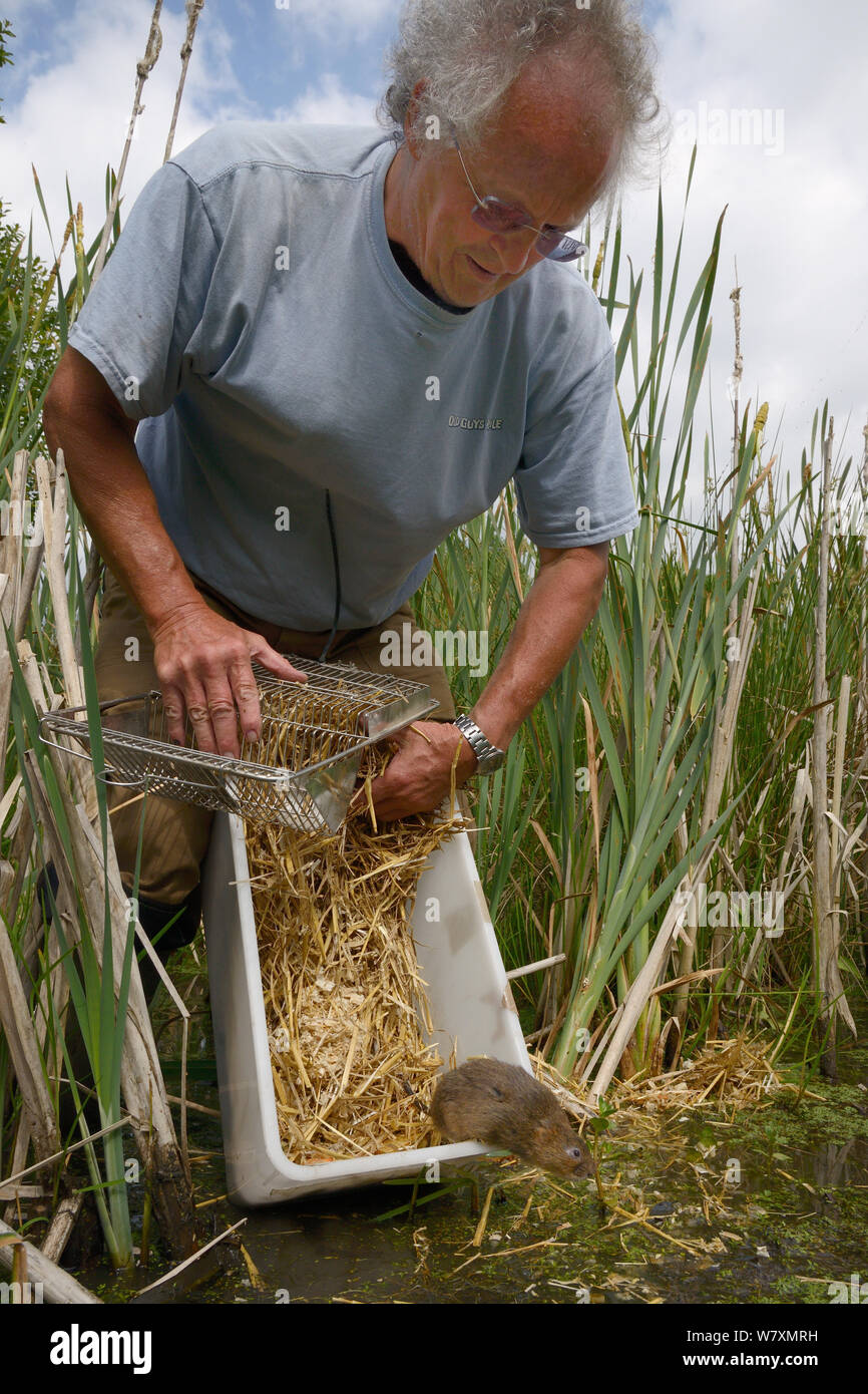 John Duncan of Westland Countryside Stewards releasing captive reared Water vole (Arvicola amphibius) among reeds fringing small lake  during reintroduction, near Bude, Cornwall, UK, June 2014.  Model released. Stock Photo