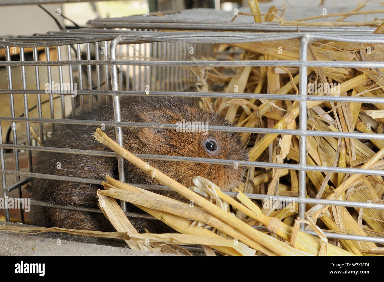 Close up of captive-bred Water vole (Arvicola amphibius) inside cage before release into wild during  reintroduction project, Derek Gow Consultancy, near Lifton, Devon, UK, March. Stock Photo