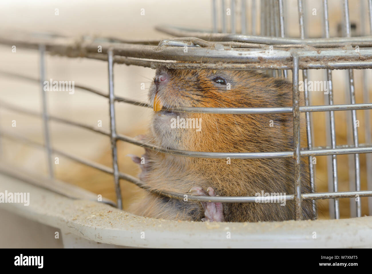 Close up of captive bred Water vole (Arvicola amphibius) inside cage in storage room before release into wild during reintroduction project, Derek Gow Consultancy, near Lifton, Devon, UK, March. Stock Photo