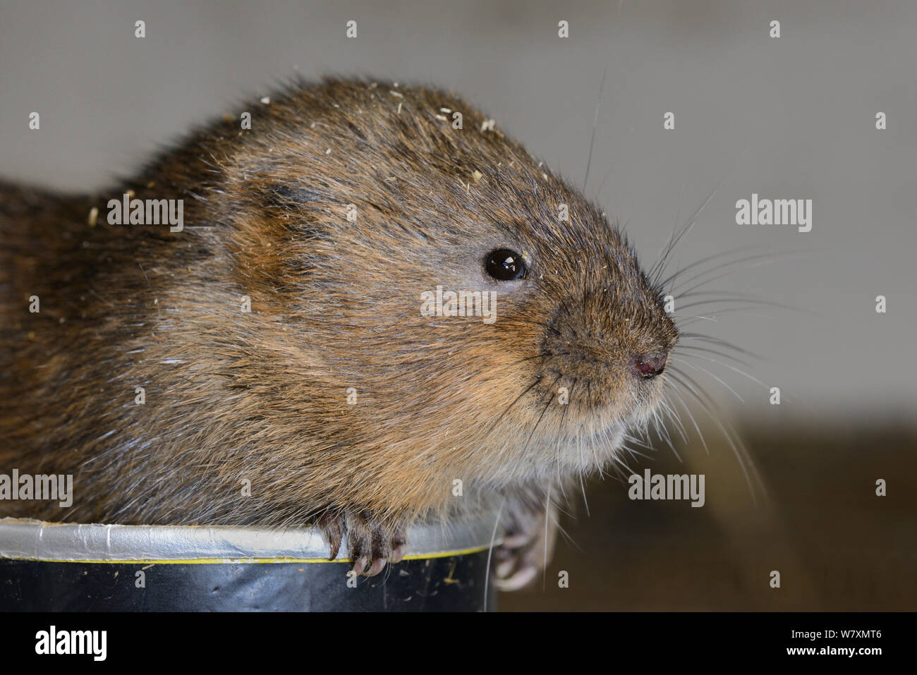 Close up of captive bred Water vole (Arvicola amphibius) before release into the wild during reintroduction project, Derek Gow Consultancy, near Lifton, Devon, UK, March. Stock Photo