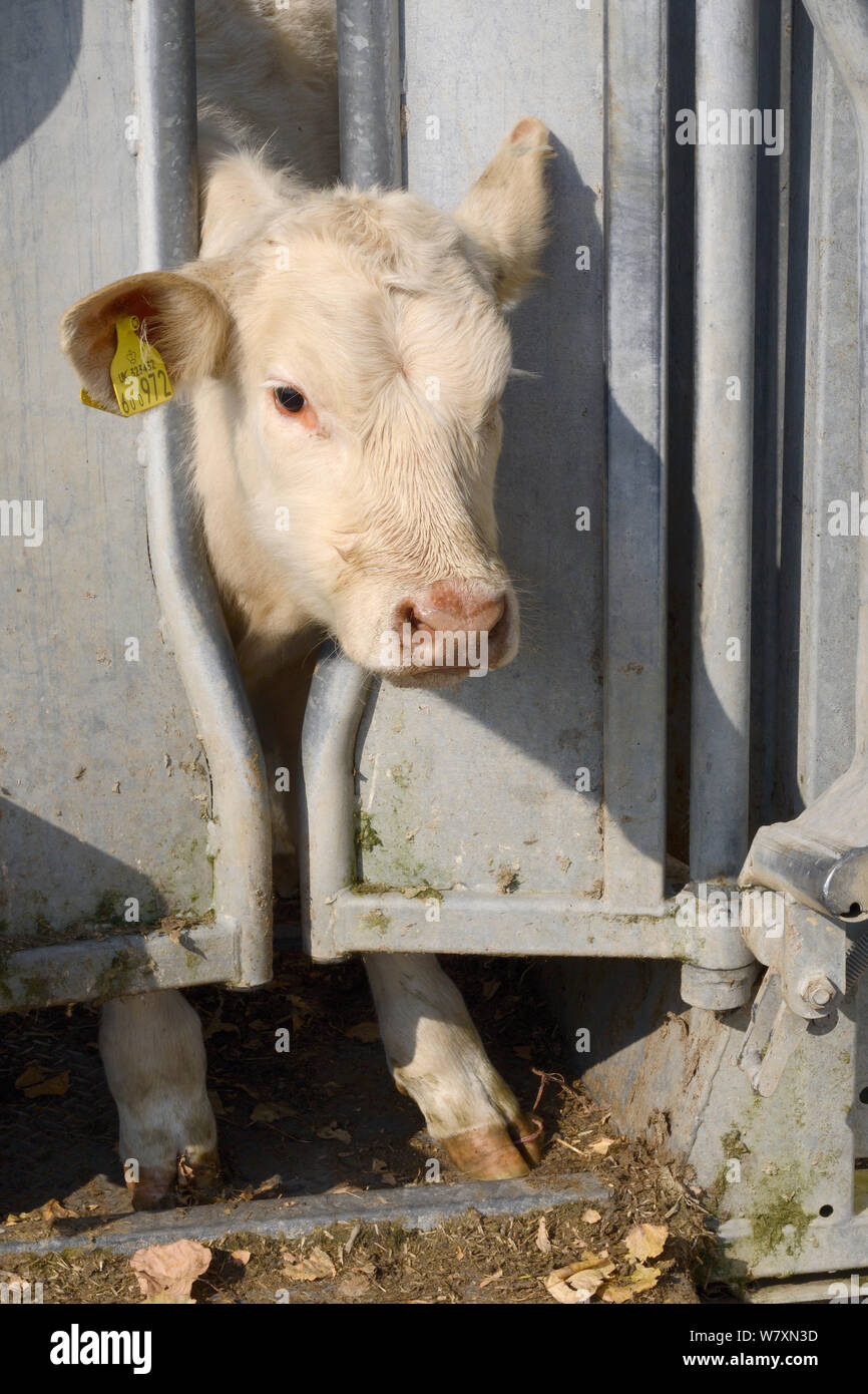 Animal equipment hi-res stock photography and images - Alamy
