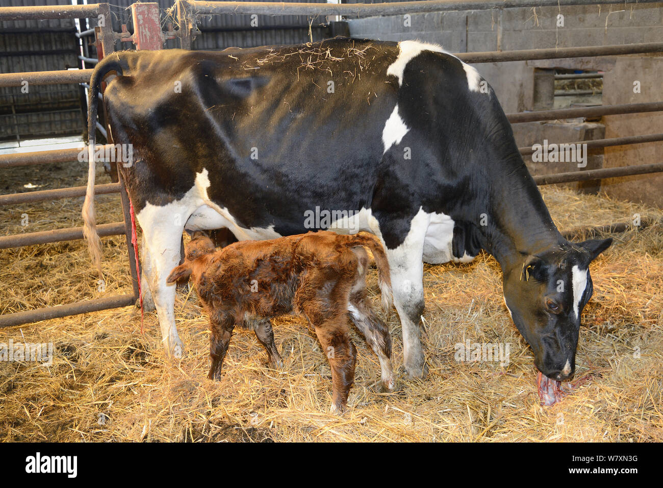Holstein Friesian Cow Barn Stock Photos Holstein Friesian Cow