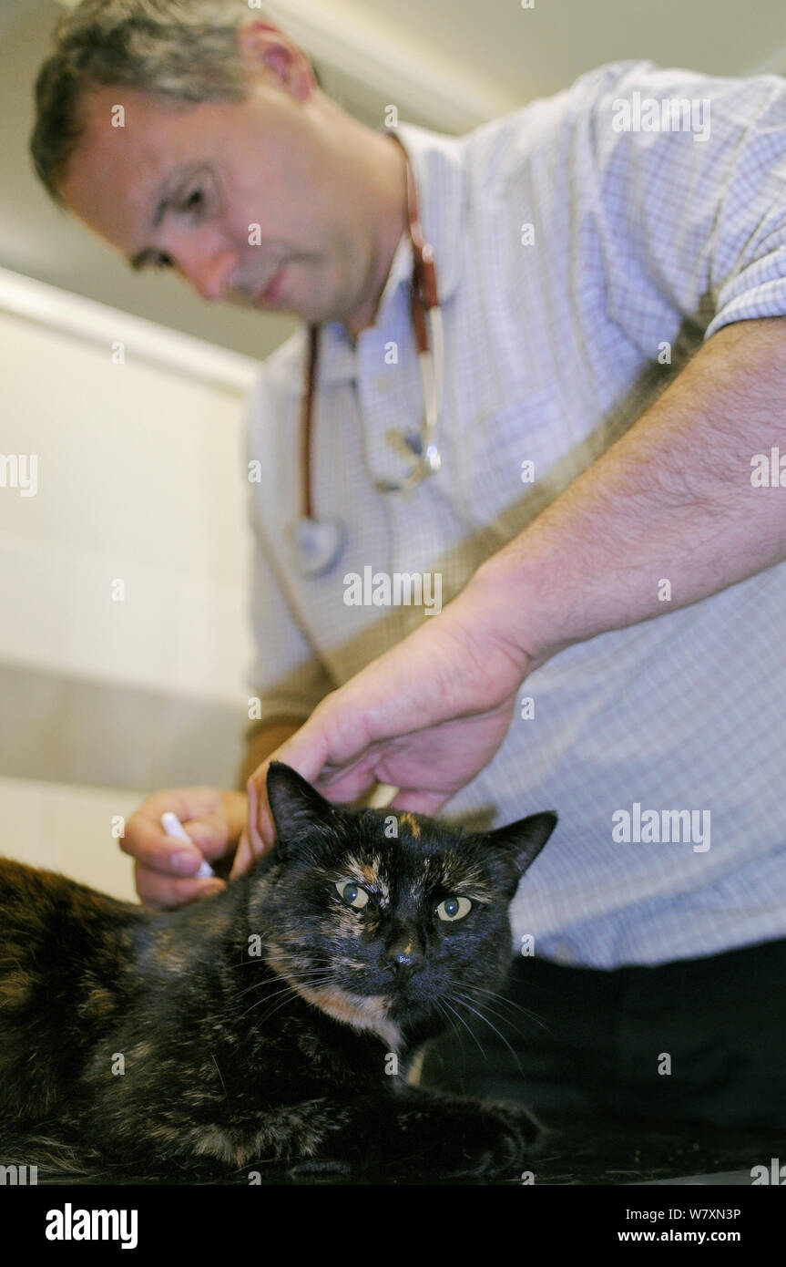 Veterinarian Dewi Jones treating a domestic cat with Harvest mites (Trombiculicidae) in its ears in his clinic, Wiltshire, UK, September 2014. Model released. Stock Photo