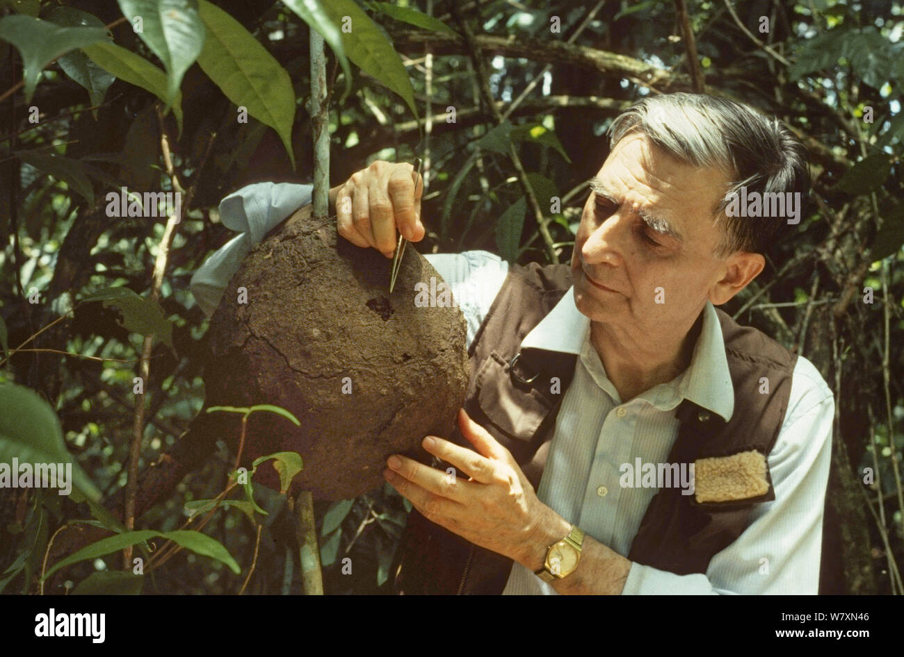 Professor Edward O. Wilson breaking into a Termite (Nasutitermes sp) nest to show how quickly they can repair it, on production for a BBC Natural World film &#39;The Little Creatures Who Run the World&#39;. Trinidad, 1992. Stock Photo