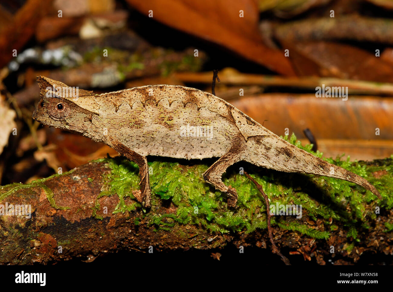 Stump tailed Leaf Chameleon Brookesia Superciliaris Ranomafana stump-tailed-leaf-chameleon-brookesia-superciliaris-ranomafana