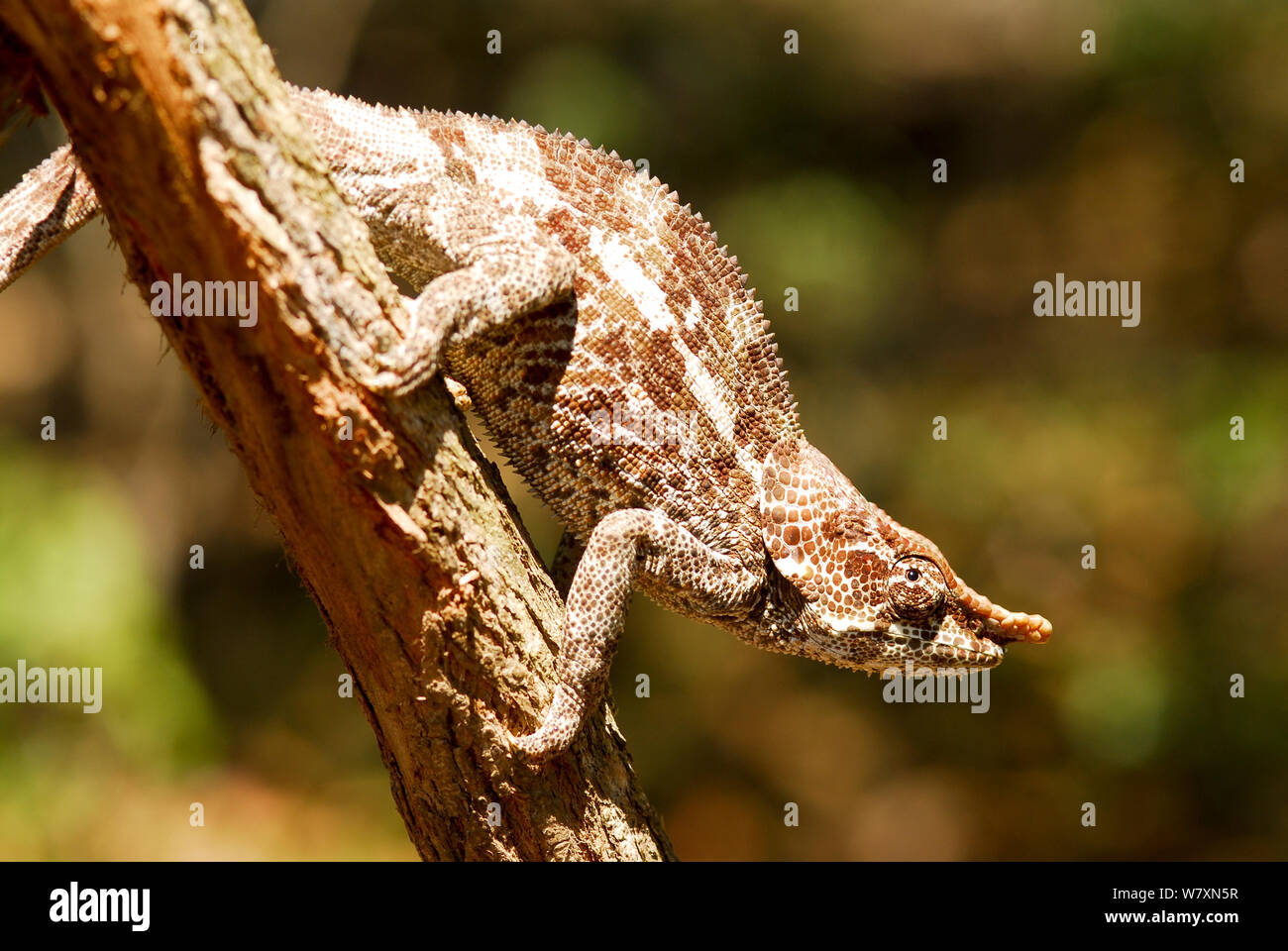Short-horned / Elephant-eared chameleon (Calumma brevicornis) Ranomafana National Park, Madagascar. Stock Photo