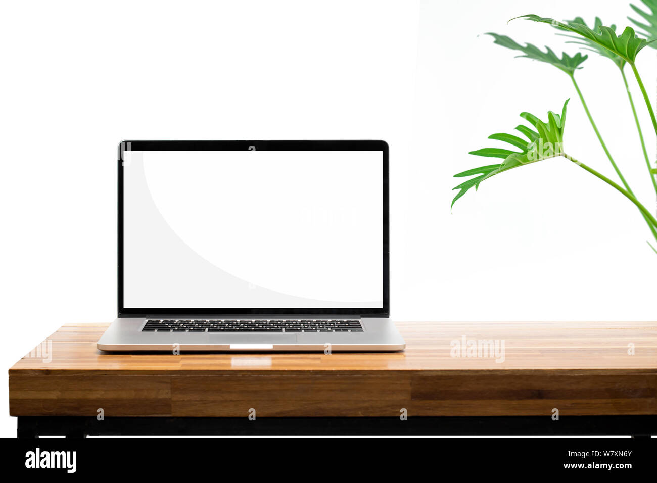 Laptop blank screen on wooden table green plant on white background ...