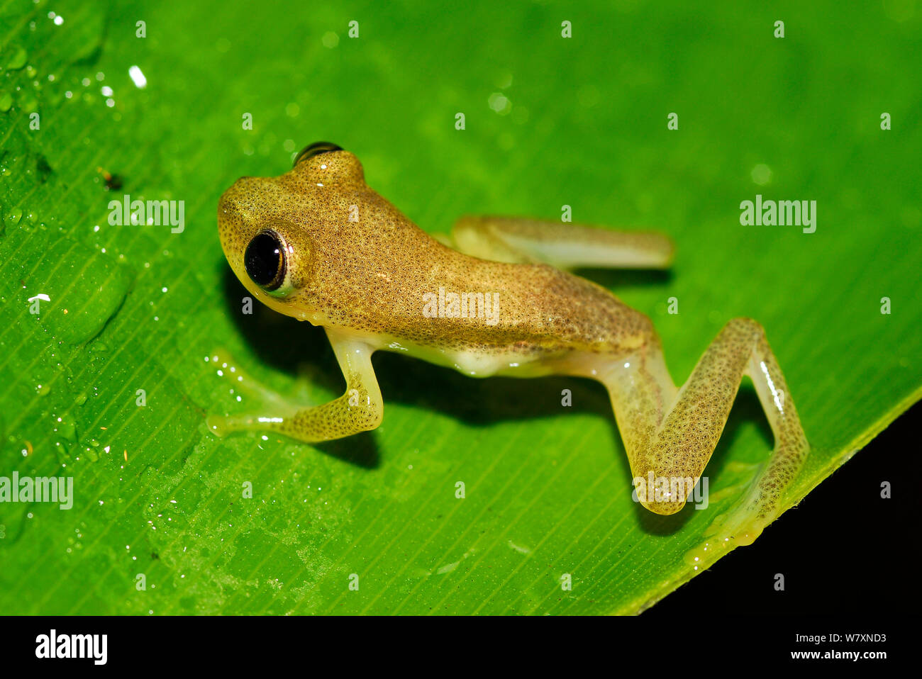 Green bright-eyed frog (Boophis viridis) Andasibe-Mantadia National Park, East Madagascar. Stock Photo