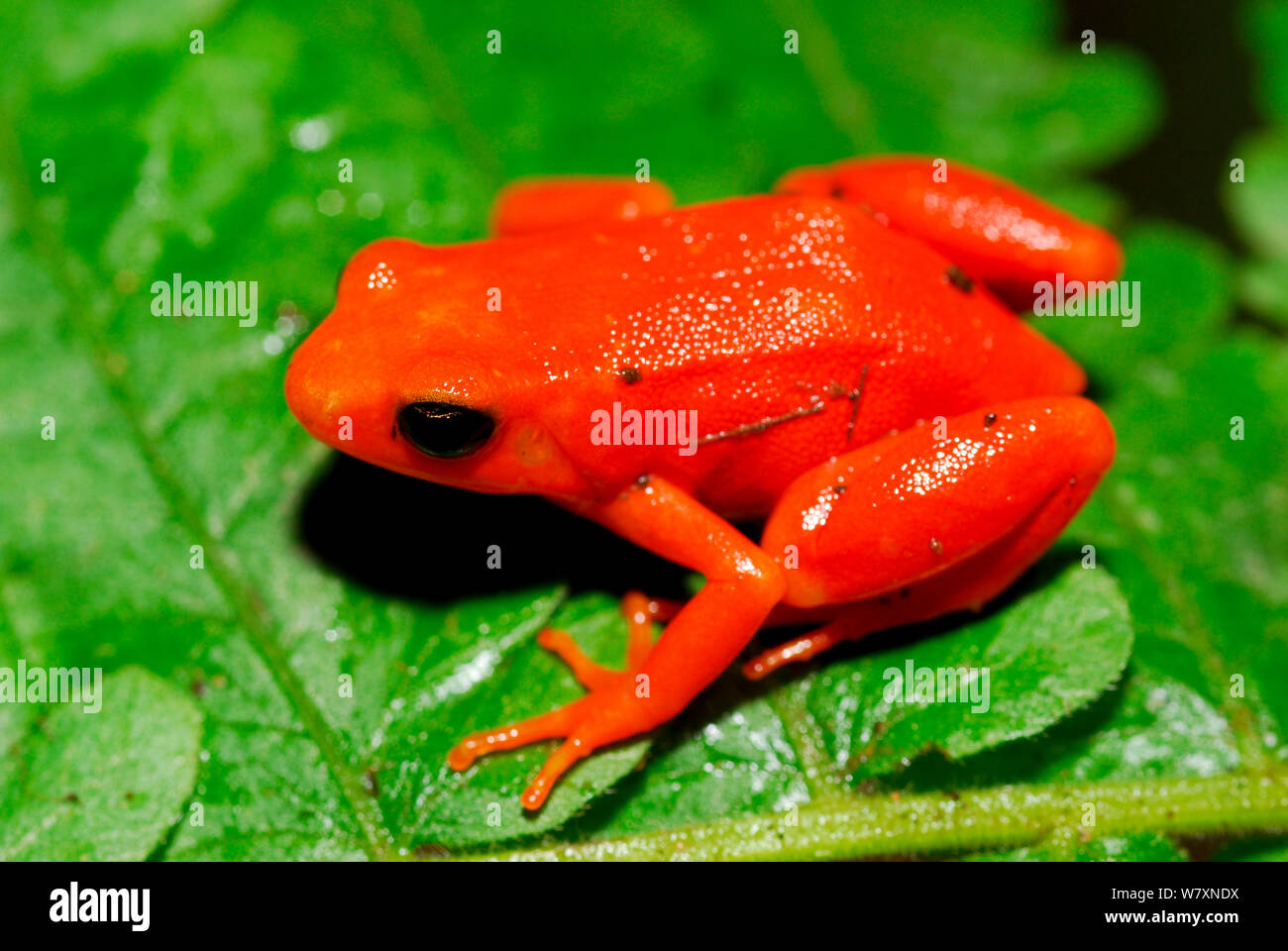 Golden mantella frog (Mantella aurantiaca) Captive, endemic to Madagascar, Critically Endangered species. Stock Photo