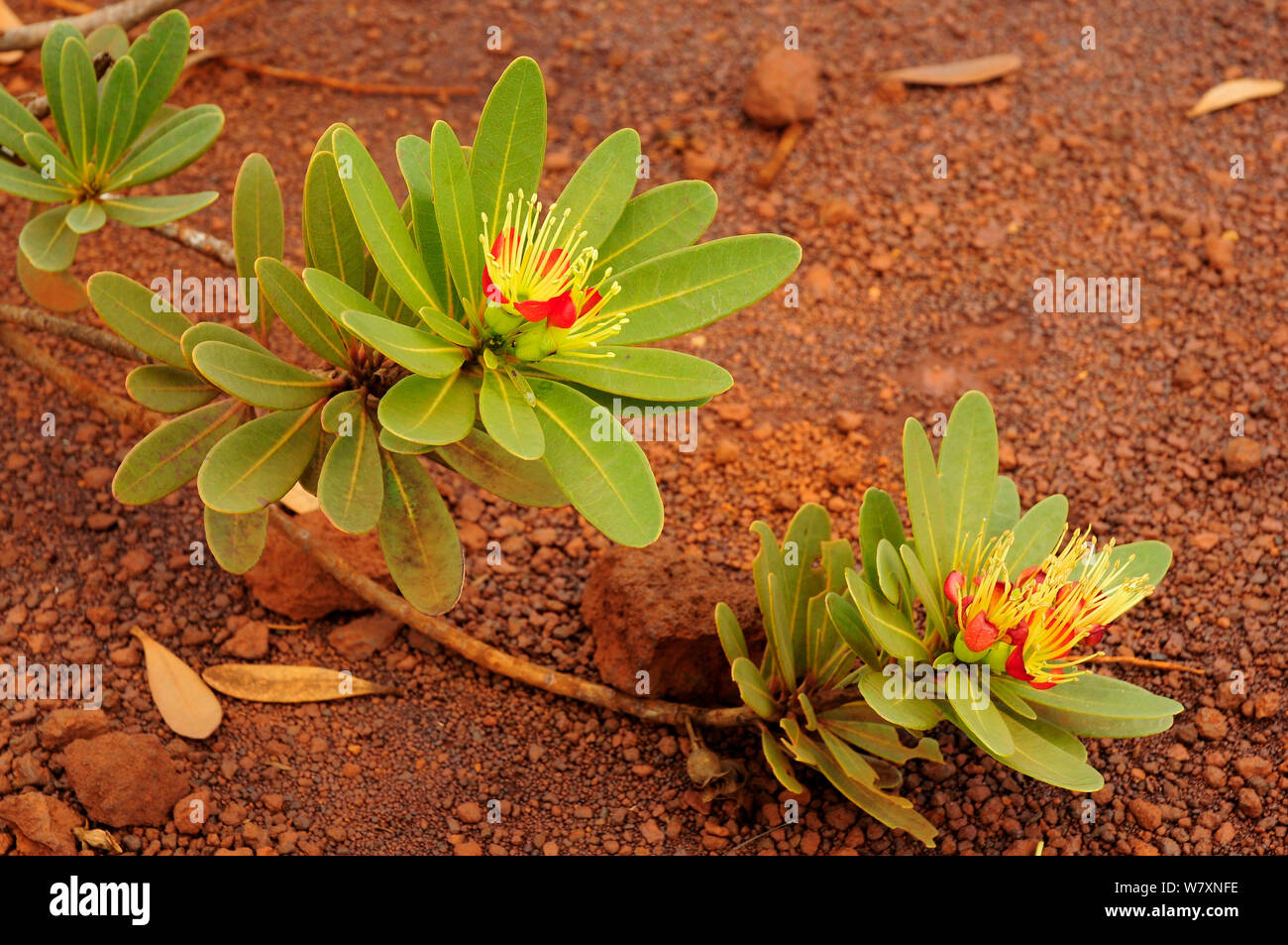 Plant (Xanthostemon auriantalun) Parc Provincial de la Rivière Bleue / Blue River Provincial Park, New Caledonia. Endemic. Stock Photo
