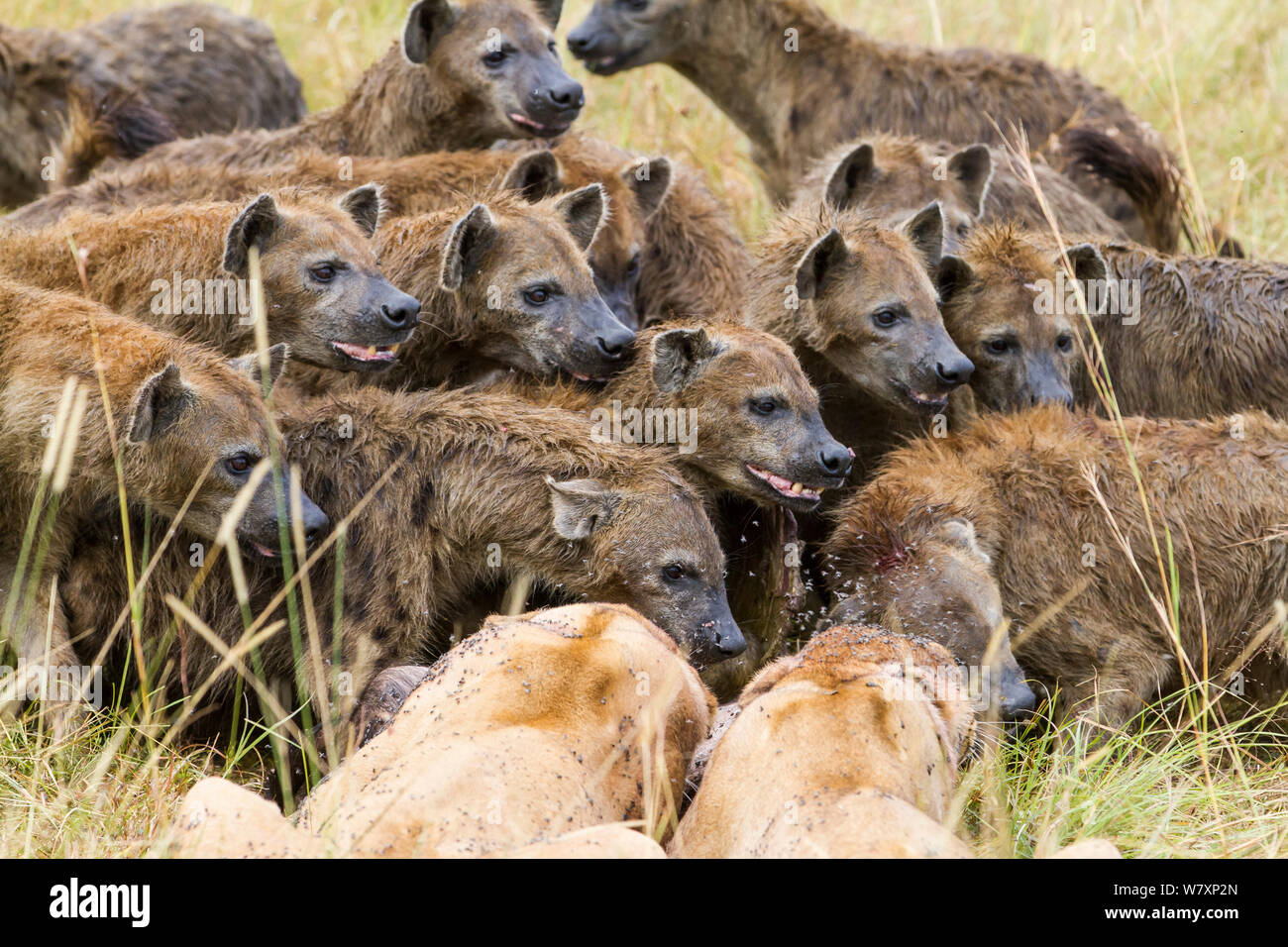 Hyena lion kill masai mara hi-res stock photography and images - Alamy