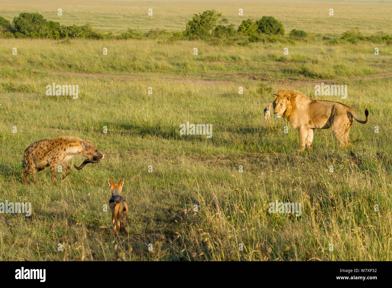 Male Lion Panthera Leo Spotted Hyaena Crocuta Crocuta And Black 