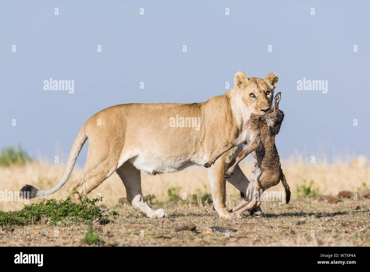 Lioness (Panthera leo) carrying newborn Wildebeest (Connochaetes